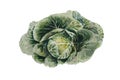 A watercolour illustration of a green cabbage Royalty Free Stock Photo