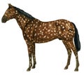 Appaloosa snowflake Royalty Free Stock Photo