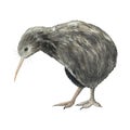 Watercolour kiwi bird hand drawn illustration isolated on white Royalty Free Stock Photo