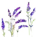 Watercolour Lavender flowers. Hand painted watercolour lavender flowers on isolated white background