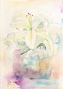 Watercolour Lilies Royalty Free Stock Photo