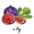 Watercolour nature fig poster