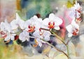 Watercolour orchid branch, hand painting floral design.