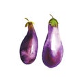 Watercolour painted eggplant. violet vegetable natural hand painted illustration. Two aubergines, paper texture, abstract shape. l