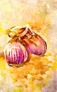 Watercolour painted vegetables of onions