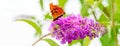 Watercolour painting of Comma butterfly on Buddleia flower. Banner.