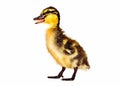 Watercolour painting of a duckling quacking. White background.