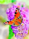 Watercolour painting of European Peacock butterfly on Buddleia flower.