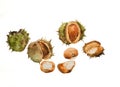 Watercolour painting of a group of conkers