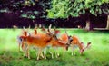 Watercolour painting. Group of Fallow deer grazing. English countryside.