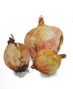 Watercolour painting of a group of onions