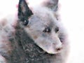 Watercolour painting of old Schipperke dog. Close up. Royalty Free Stock Photo
