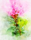 Watercolour painting of pink alpenrose Royalty Free Stock Photo