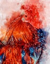 Watercolour painting of red blue cockerel Royalty Free Stock Photo