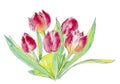 Watercolour painting of red and pink tulips.