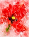 Watercolour painting of red poppy flowerhead