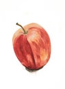 Watercolour painting of a Red rosy apple