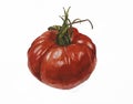 Watercolour painting of a ripe tomato