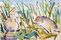 Watercolour painting studies - Field mice