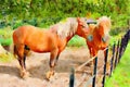 Watercolour painting of two palomino horses in field.