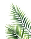 Watercolour palm fronds. Botanical illustration on white background. Green tropical leaves. Royalty Free Stock Photo