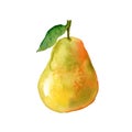 Watercolour pear illustration. Hand drawn sweet pear. Fresh fruit. Bright and fresh illustration. Watercolor botanical