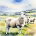 Watercolour pencil close up sheep Peaceful and serene A sense of wonder and