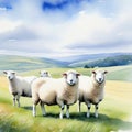 Watercolour pencil close up sheep Peaceful and serene A sense of wonder and