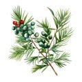 Watercolour pine needle twig with red berries on white background