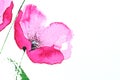 Watercolour pink poppy flower