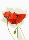 Watercolour Poppies