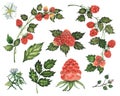 Watercolour raspberry set with berry, leafs and flowers isolated on white