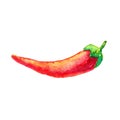 Watercolour ripe red hot chili peppers isolated on white background. Sketch of burning spicy mexican cayenne. Healthy food concept