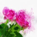 Watercolour roses