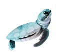 Watercolour Sea Turtle. Ocean Animal Art illustration on white background.