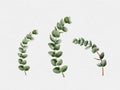 Watercolour set hand painted Eucalyptus round shape on branches. Illustration Natural green leaves elements isolated on white