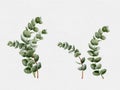 Watercolour set hand painted Eucalyptus round shape on branches. Illustration Natural green leaves elements isolated on white Royalty Free Stock Photo