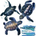 Watercolour set Sea Turtle isolated on a white background Royalty Free Stock Photo