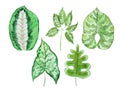 Watercolour set of tropical leaves of different shape hand-drawn on white paper Royalty Free Stock Photo