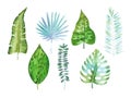 Watercolour set of tropical leaves of different shape hand-drawn on white paper