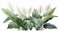 Watercolour Spathiphyllum Flowers and Leaves Peace Lily Arrangements on White Background AI Generated