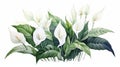 Watercolour Spathiphyllum Flowers and Leaves Peace Lily Arrangements on White Background AI Generated