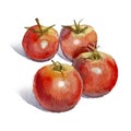 Watercolour tomatoes, illustration, red tomatoes, cherry tomatoes, hand drawing illustration for recipe or menu Royalty Free Stock Photo