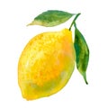 Watercolour vector lemon illustration. Hand drawn sweet pear. Bright and fresh illustration. Watercolor botanical