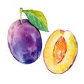 Watercolour vector ripe plum fruit illustration. Hand drawn plum. Fresh juicy fruit. Bright illustration. Watercolor Royalty Free Stock Photo