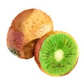 Watercolour vectorised kiwi illustration. Hand drawn kiwi slice. Fresh ripe kiwi fruit. Bright and fresh illustration