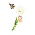 Watercolour white tulip in full blossom with a heart tag and a flying butterfly. Tender isolated flower on a white