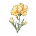 Watercolour Yellow Carnation Illustration On White Background