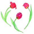 Watercoolor drawing red tulips Royalty Free Stock Photo