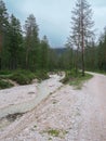 Watercourse Flowing by a Mountain Track Immersed in Forests in Alpi Mountain Nature Park, Italy